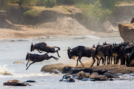 Great Migration Safaris