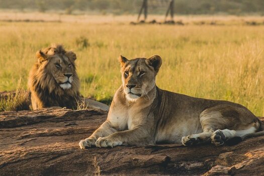 6 Days Big Five safaris