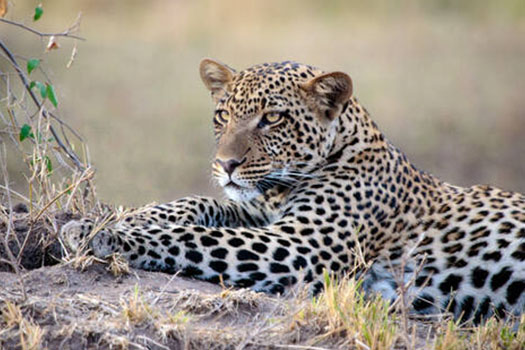 2 Days Tanzania safaris