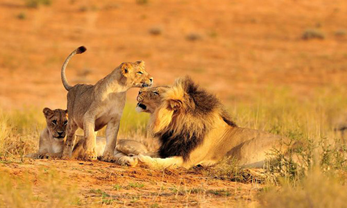 6 Days Big Five safaris